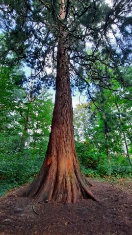 Grootste Mammoetboom van Vlaanderen