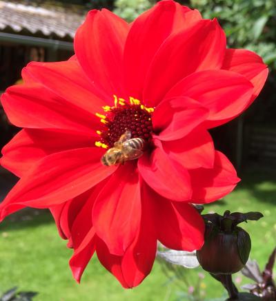 Hoiningbij op rode bloem