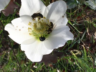 3 bijen in de bloem van een helleborus