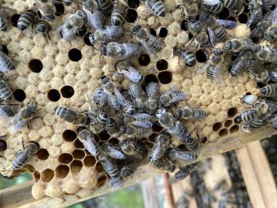 Dar met witte ogen tussen honingbijen op een broedraam