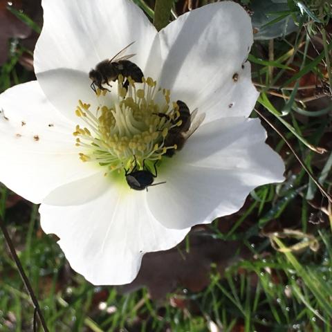 3 bijen in de bloem van een helleborus